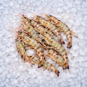 gamba blanca-pescaderia aurori_