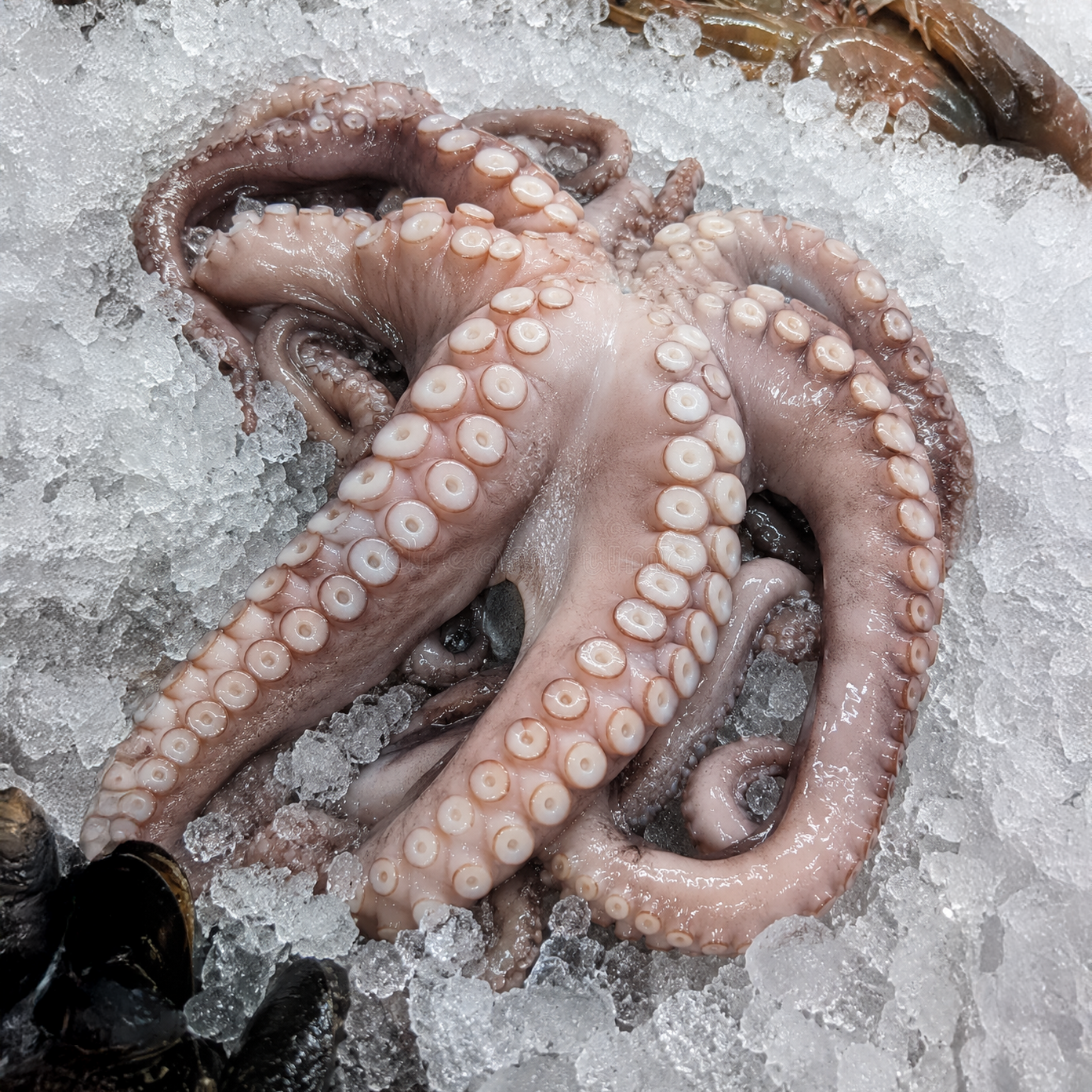 pulpo-pescaderia-aurori-chiclana