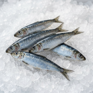 Sardina