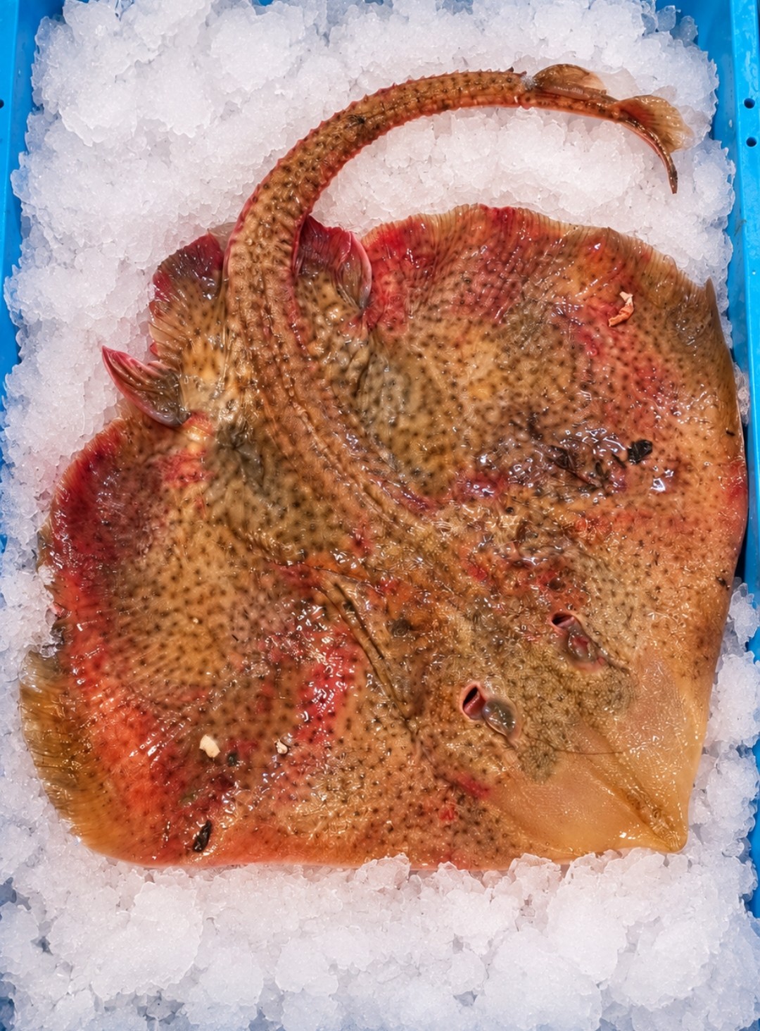 gamba roja-sanlucar de barrameda-marisco fresco-pescadería aurori